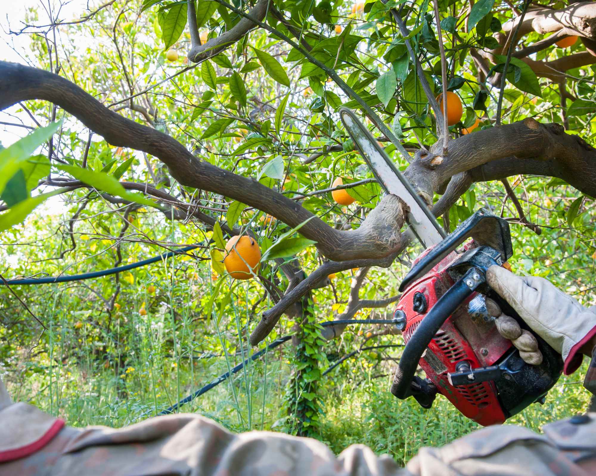 Grâce à mon expertise en taille d'arbres, nous donnons à ce tilleul une forme esthétique en boule, créant ainsi un aspect harmonieux et attrayant pour cet arbre emblématique